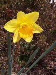 image of flower