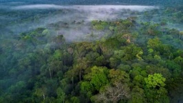 image of rainforest