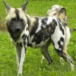 image of african_wild_dog #15