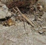image of mantis
