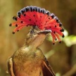 image of bird