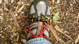 image of european_fire_salamander