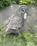 image of great_grey_owl