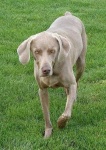 image of weimaraner