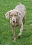 image of weimaraner #22