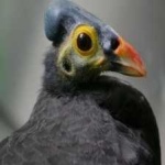 image of bird