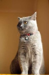 image of animal
