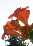 image of flower