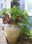 image of pot