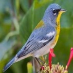 image of bird