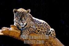 image of jaguar_car