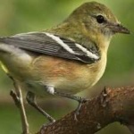 image of bird