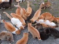 image of feral_cats