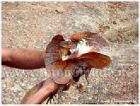 image of frilled_lizard