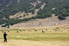 image of hay