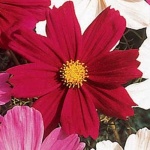 image of flower