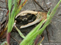 image of fiddler_crab #33