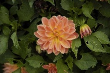 image of flower