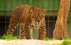 image of jaguar_car