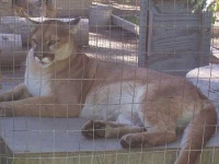 image of cougar