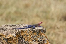 image of agama