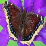 image of animal