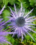 image of alpine_sea_holly #13