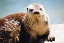 image of animal