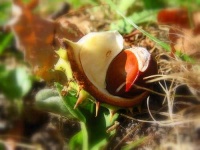 image of buckeye