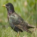 image of bird
