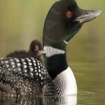 image of bird