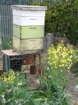image of apiary