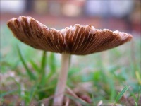 image of mushroom