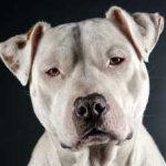 image of animal