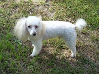 image of miniature_poodle