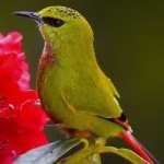image of bird