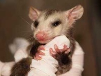 image of possum #27