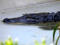 image of american_alligator