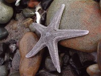 image of starfish #7