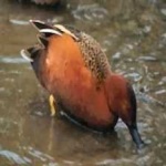 image of bird