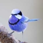 image of bird