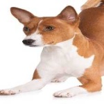 image of animal