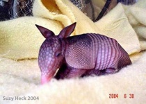 image of armadillo