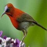 image of bird