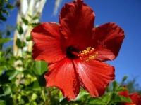 image of flower