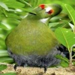 image of bird