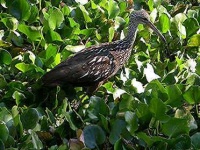 image of limpkin