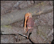 image of fiddler_crab #29