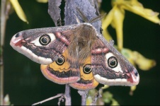 image of moth #47