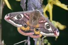 image of animal